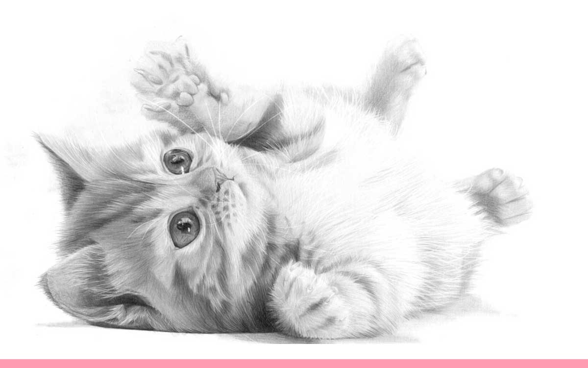 Portrait of a fluffy cat Sketch vintage vector illustration Stock Vector  Image  Art  Alamy
