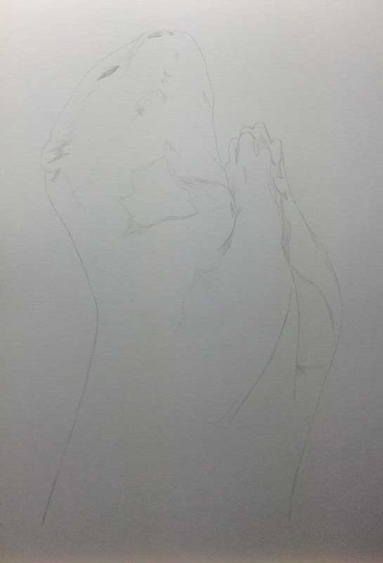 Praying Otter Realistic Pencil Drawing Work in Progress Image 1, by Transgender Artist Sophie Lawson