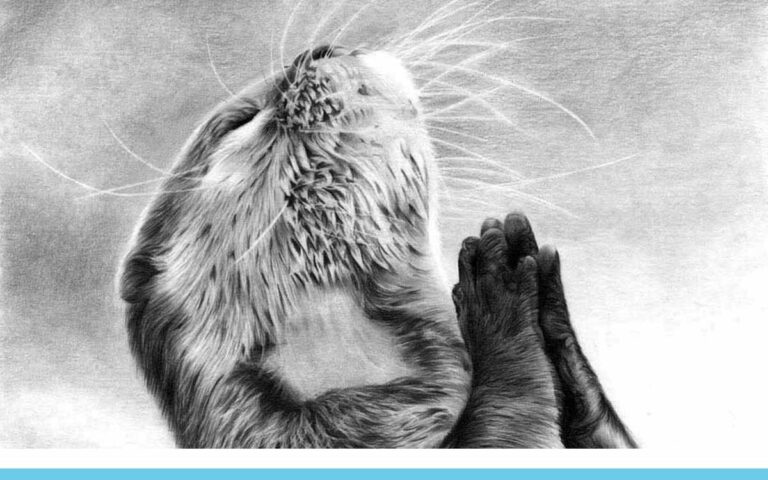 Praying Otter Realistic Pencil Drawing, by Artist Sophie Lawson