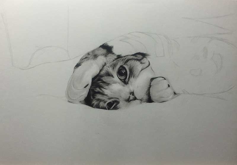 Realistic Pencil Drawing of a Cat, Work in Progress Image 2, by Transgender Artist Sophie Lawson
