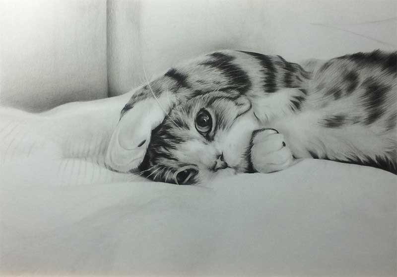 Realistic Pencil Drawing of a Cat, Work in Progress Image 4, by Transgender Artist Sophie Lawson