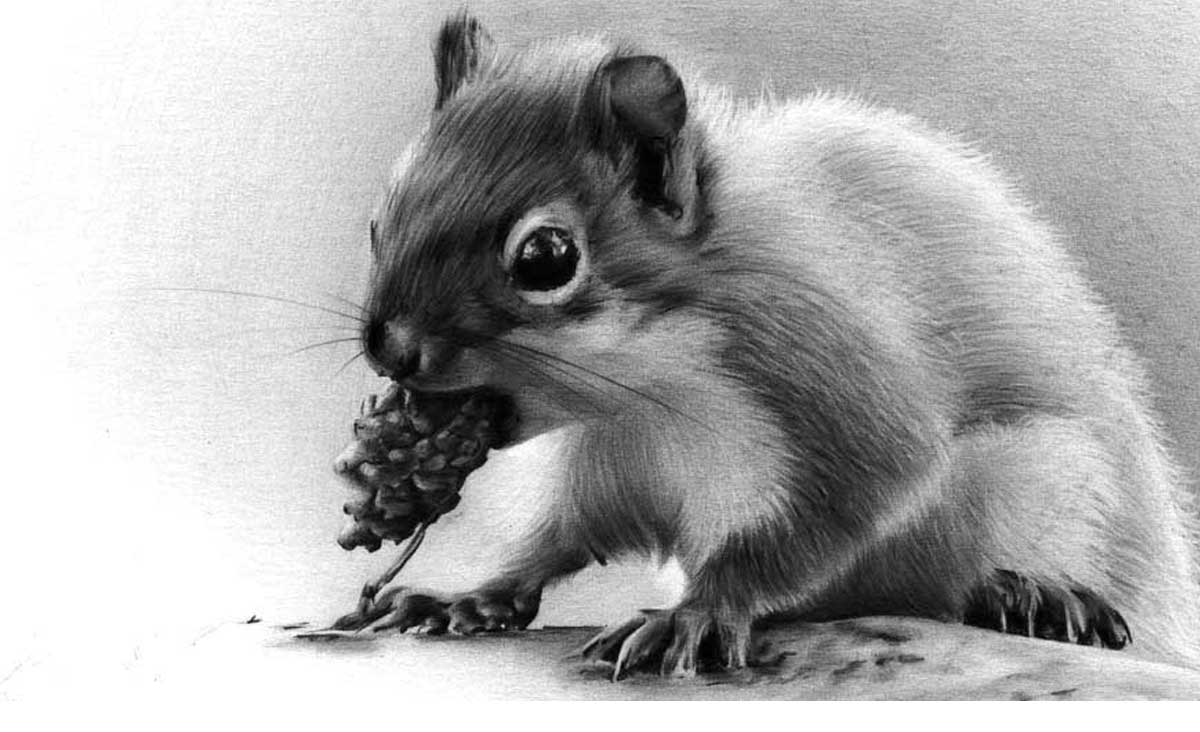 SQUIRREL PENCIL DRAWING, by Artist Sophie Lawson