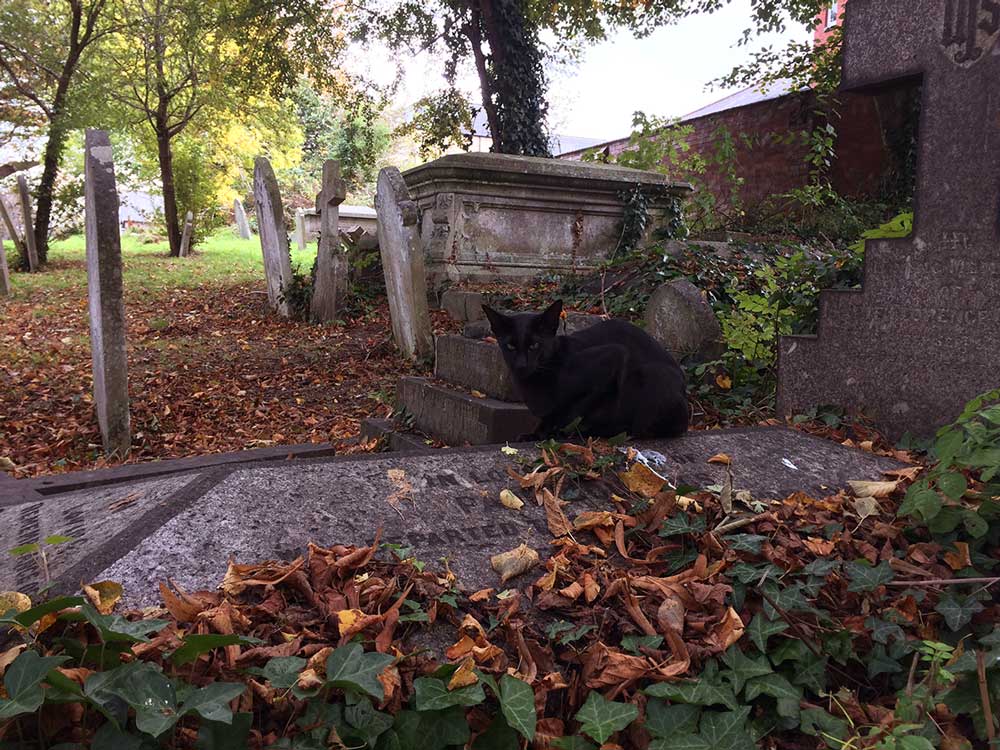 Cat in a Graveyard - The Laurels Gender Identity Clinic Visit 12 - Lets Talk about Death, with Transgender Model & Artist Sophie Lawson