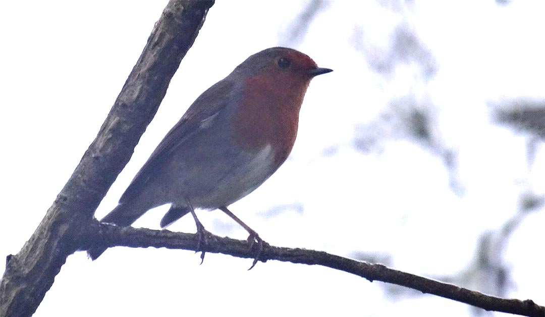 Christmas Robin