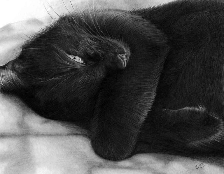 Realistic Pencil Drawing of Scarlet the Cat, by Transgender Artist Sophie Lawson