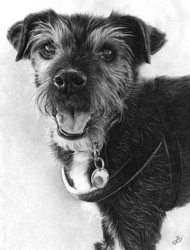 Realistic Pencil Drawing of Saffi the Doggy, by Transgender Artist Sophie Lawson