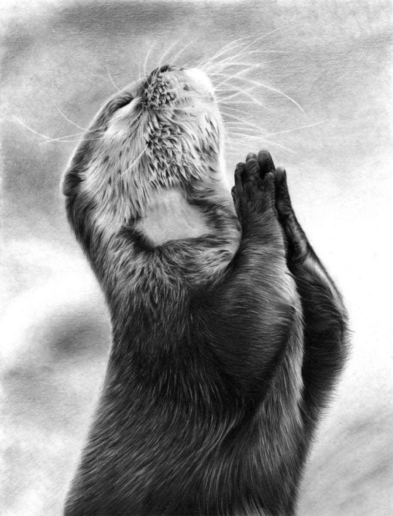  OTTER PENCIL DRAWING by Artist Sophie Lawson
