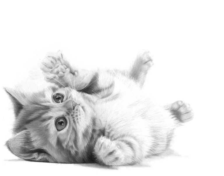 Realistic Pencil Drawing of a Puddy Cat, by Artist Sophie Lawson