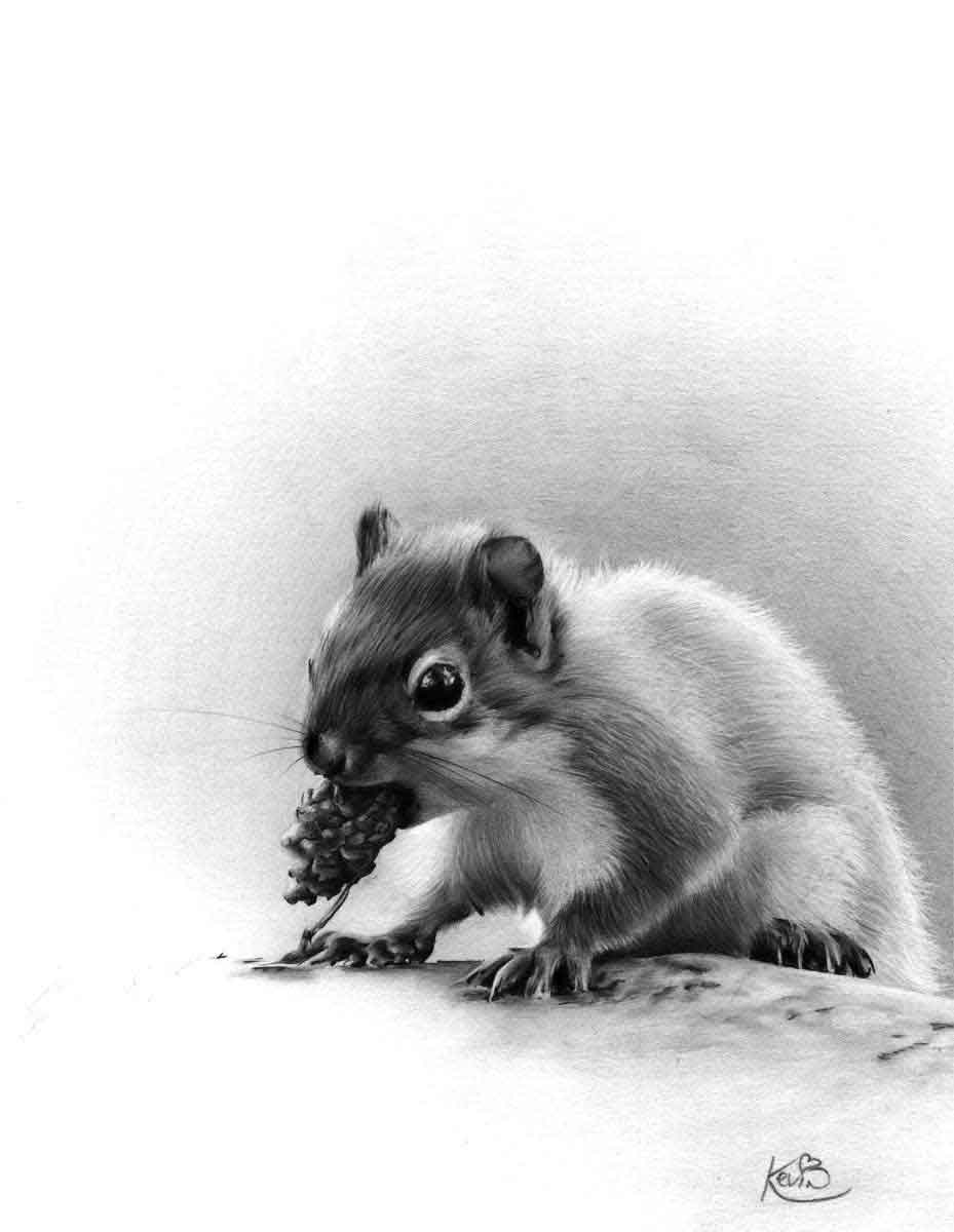 Realistic Pencil Drawing of a Squirrel, by Transgender Artist Sophie Lawson