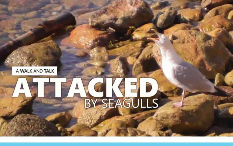 Attacked by Seagulls : An About The Tings Walk and Talk Episode 228 of the So Free Art Podcast, with Artist Sophie Lawson